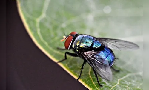 Tem vereador de Apucarana picado pela mosca azul