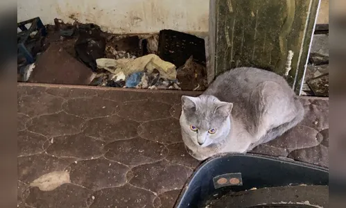 Polícia Civil resgata 17 animais que sofriam maus-tratos em casa
