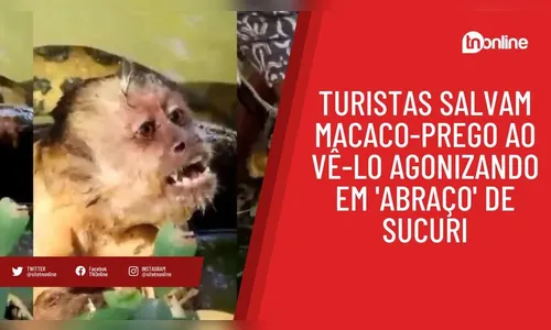Turistas salvam macaco-prego ao vê-lo agonizando em 'abraço' de sucuri