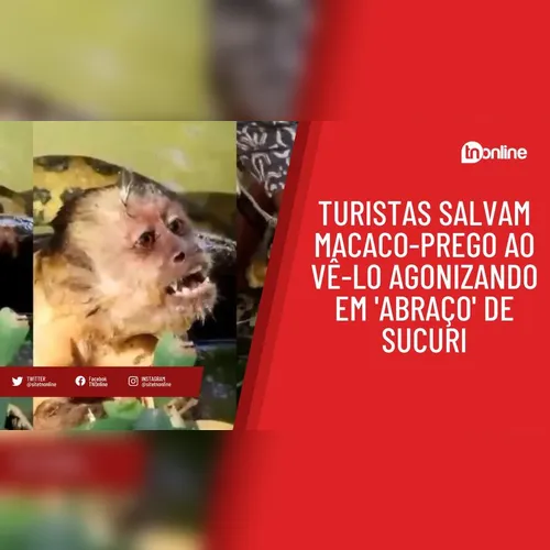Turistas salvam macaco-prego ao vê-lo agonizando em 'abraço' de sucuri