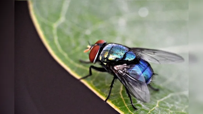 Imagem ilustrativa da notícia Tem vereador de Apucarana picado pela mosca azul