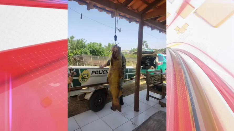 Peixe de 90 kg foi pescado ilegalmente