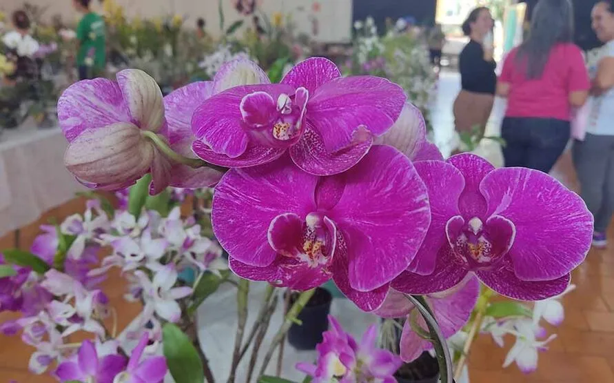 16ª Exposição e Vendas de Orquídeas de Jardim Alegre