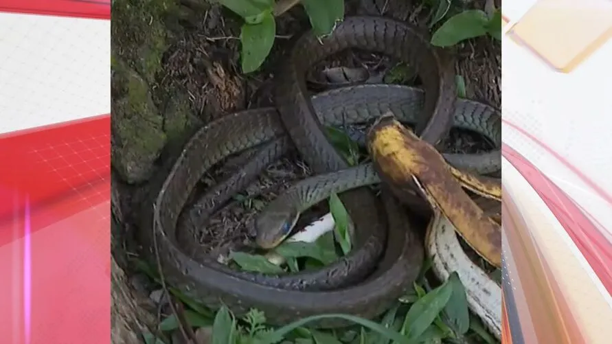 A cobra quase foi atropelada depois de ir para a rua