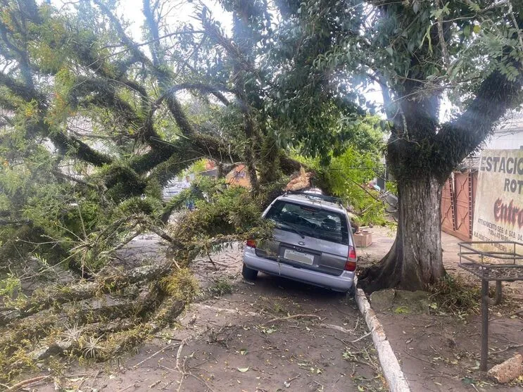 Árvore atinge carro e postes de energia da Copel