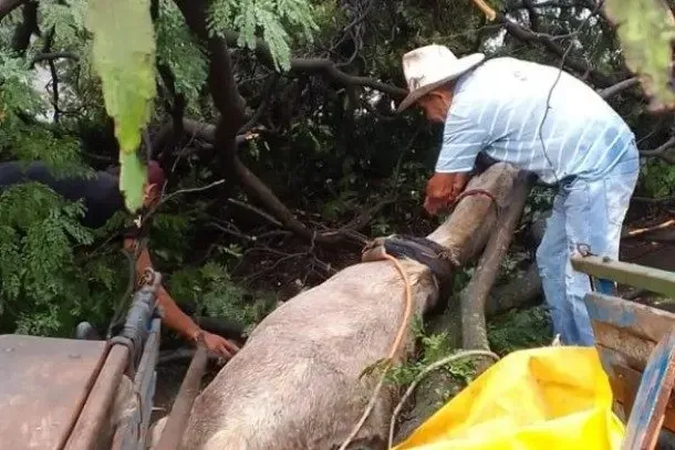 Árvore cai em cima de carroça e cavalo fica preso embaixo de galhos