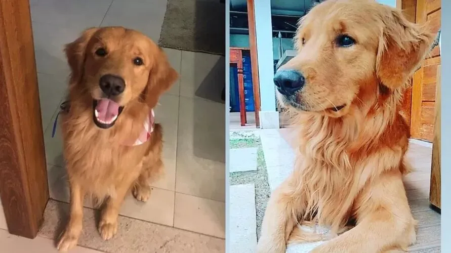 Churros era um golden retriever de 3 anos