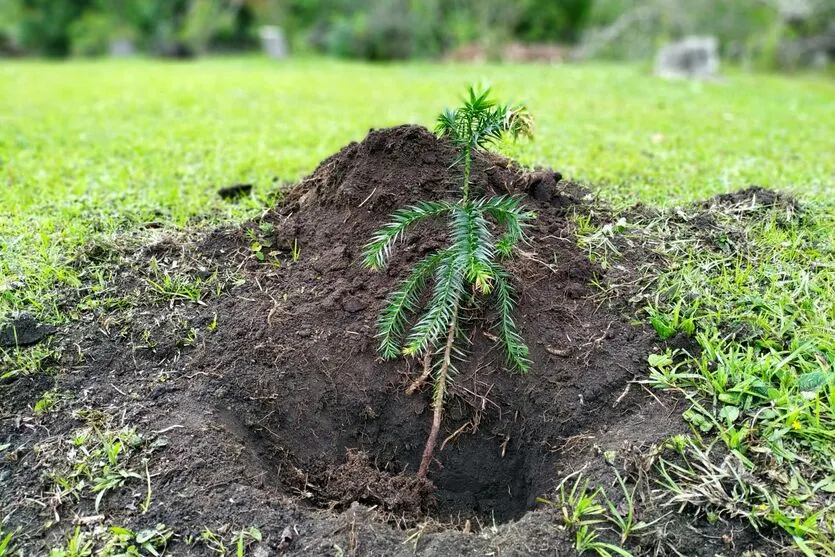 Dia da Árvore é celebrado nesta quinta-feira (21).