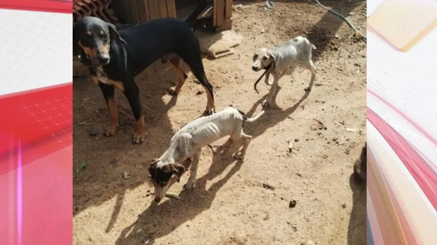 Idoso é preso suspeito de maus-tratos e não alimentar cães