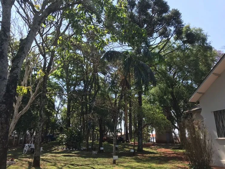 Ipê, paineira, peroba, pinheiro do Paraná, pau-ferro e pau-brasil são algumas das espécies preservadas no colégio