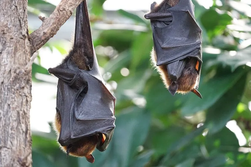 O Nipah é um vírus zoonótico, transmitido de animais para humanos