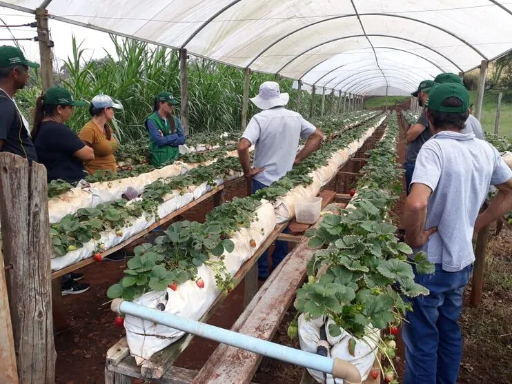 O curso de cultivo de morangos tem carga horária de 24 horas