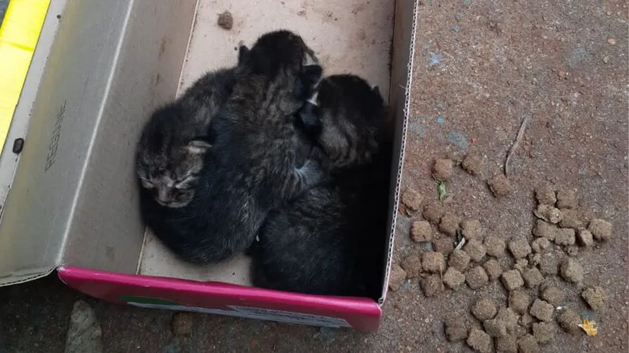 Os "gatinhos caros" foram encontrados em uma caixa de papelão