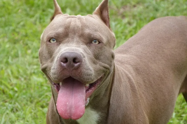 Pitbull foi retirado do local por um parente do tutor do animal