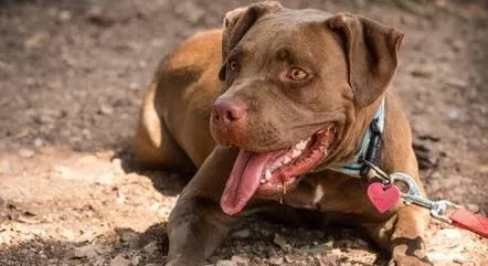 Pitbull foi solto após mulher consumir bebida alcoólica e abrir o portão da casa