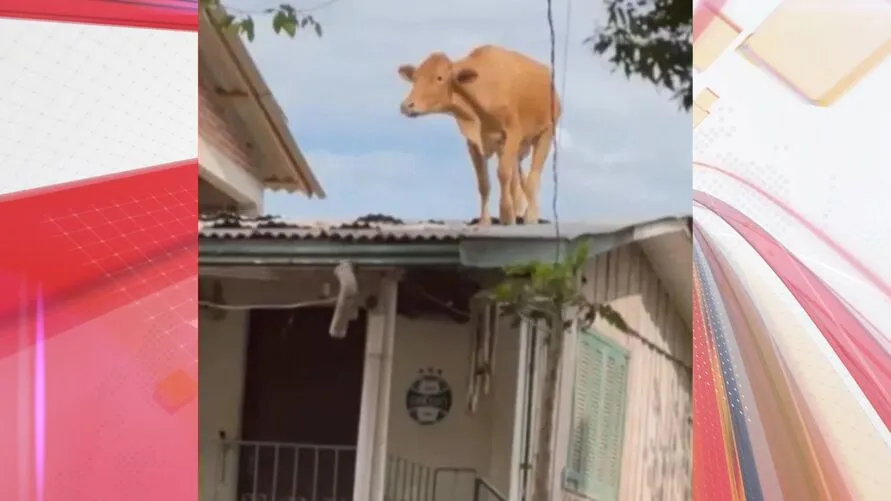 Vaca foi para cima do telhado no RS