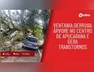 Ventania derruba árvore no centro de Apucarana e gera transtornos