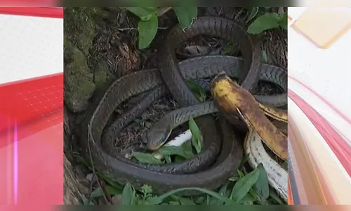 Cobra cai de árvore e assusta passageiros que esperavam ônibus no PR