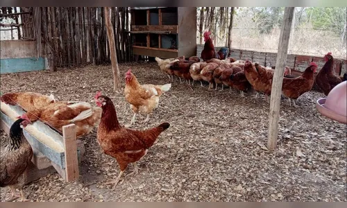 Cães da vizinha invadem galinheiro e matam 20 frangos no Vale do Ivaí