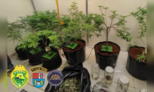 PM descobre estufa de 'supermaconha' em Arapongas; veja