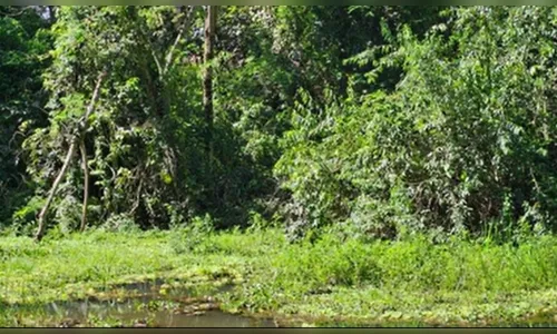 Corpo de mulher desaparecida é encontrado após ex confessar o crime