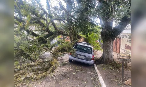 Ventania derruba árvore no centro de Apucarana e gera transtornos