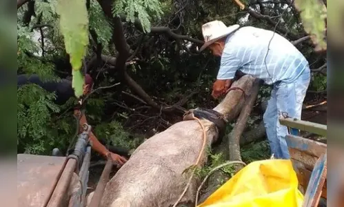 Árvore cai em cima de carroça e cavalo fica preso embaixo de galhos