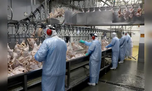 Paraná tem maior produção de frangos e suínos da história em 2023