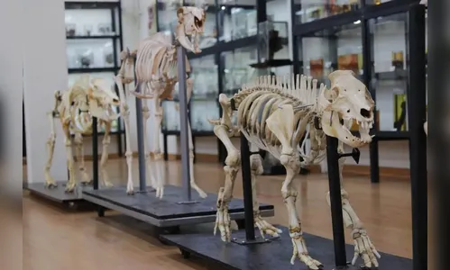 UEL reabre Museu de Anatomia para visitação; saiba qual o dia gratuito