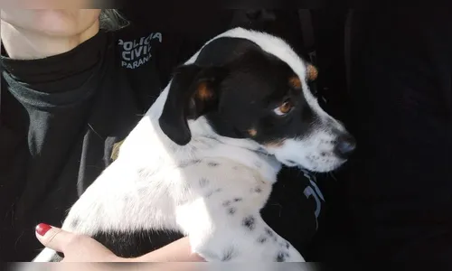 Cachorro é autor de ação na Justiça contra ex-tutor no Paraná; entenda