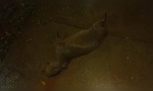 Capivara é atacada por cachorros no Parque Jaboti