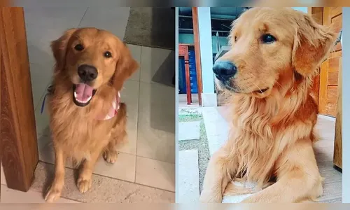 PM saca arma e mata cão na frente de crianças; família pede justiça