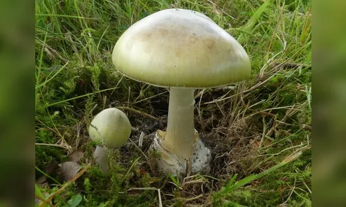 Homem sobrevive a jantar com cogumelos letais e tem alta hospitalar