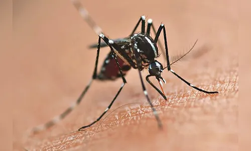 Bebê de um ano morre com dengue no norte do Paraná