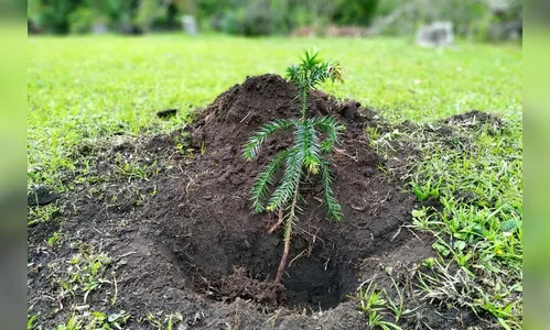 PR reforça áreas verdes com plantio de 8,5 milhões de mudas desde 2019