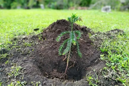 Dia da Árvore é celebrado nesta quinta-feira (21).