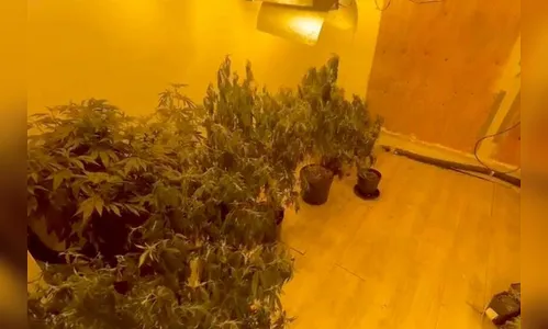 PC prende quatro homens e apreende 50 pés de maconha em Curitiba e RMC