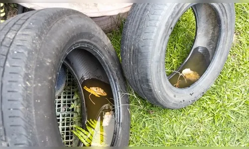 Agentes encontram focos de dengue, morador se irrita e faz ameaças