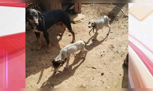 Idoso é preso suspeito de maus-tratos e não alimentar cães
