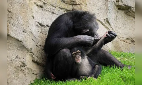 Bebê chimpanzé corre abraçar a mãe após tratamento; veja o vídeo