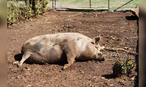 Homem invade chiqueiro de porcos e ameaça trabalhadora em Arapongas