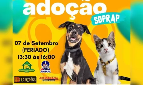 Apucarana realiza feira de adoção de cães e gatos nesta quinta (7)
