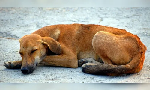 Justiça determina que Jandaia do Sul cuide dos animais abandonados