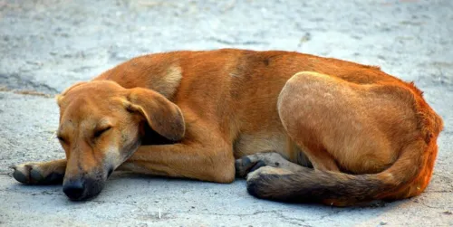 Município deve adotar diversas providências para promover o bem-estar dos animais