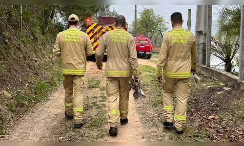 Idoso de 83 anos fica inconsciente após ataque de abelhas no PR