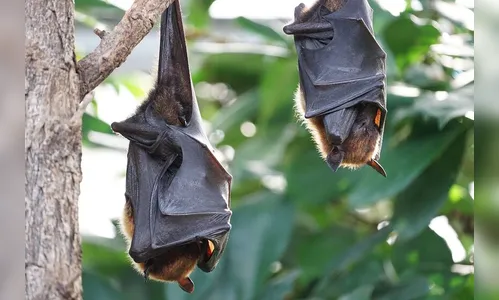 Nipah: saiba sobre o vírus mortal com potencial pandêmico