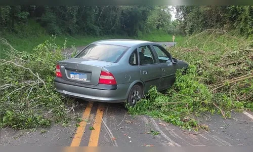Queda de árvore na rodovia PR-466 causa acidente no Vale do Ivaí