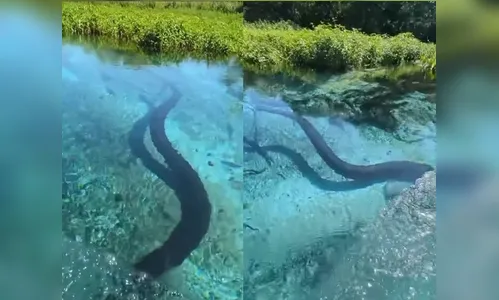 Sucuri é flagrada em rio de água cristalina e surpreende turistas