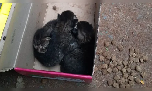 Gatinhos são resgatados após abandono e suspeita é multada em R$ 6 mil