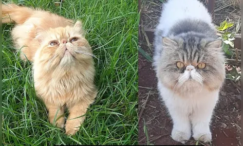 Casal de gatos persa de R$ 8 mil é furtado em Kaloré; veja foto